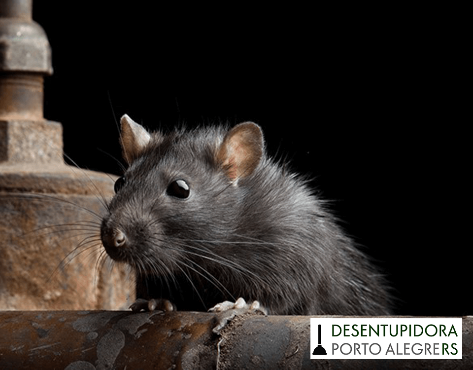 Dedetização de ratos é eficiente para deter infestação de roedores